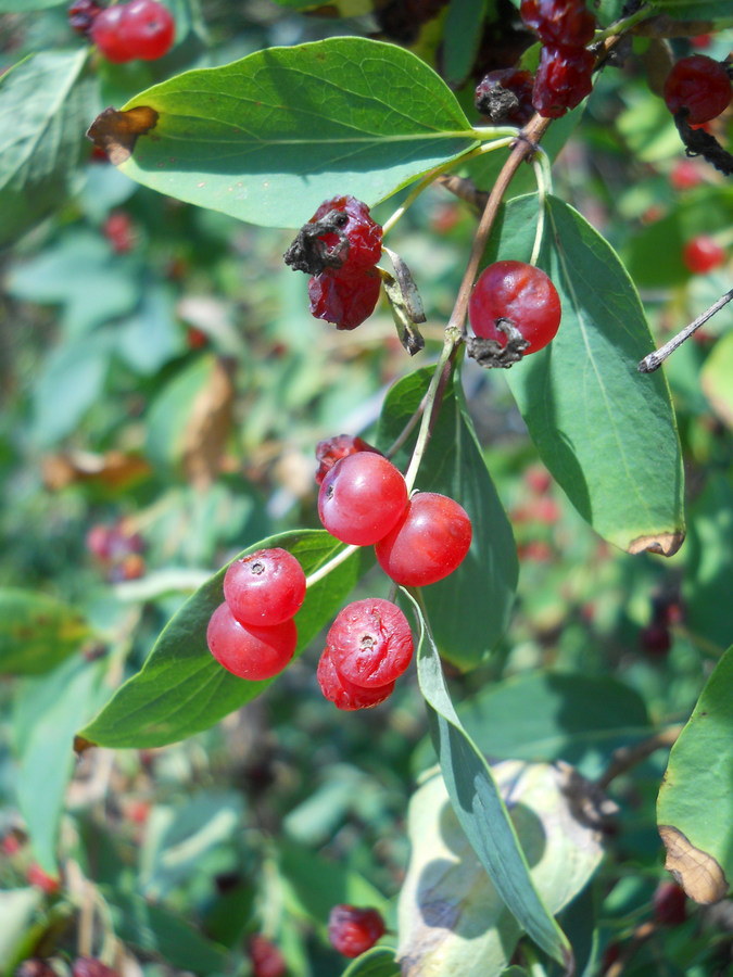 Изображение особи Lonicera tatarica.