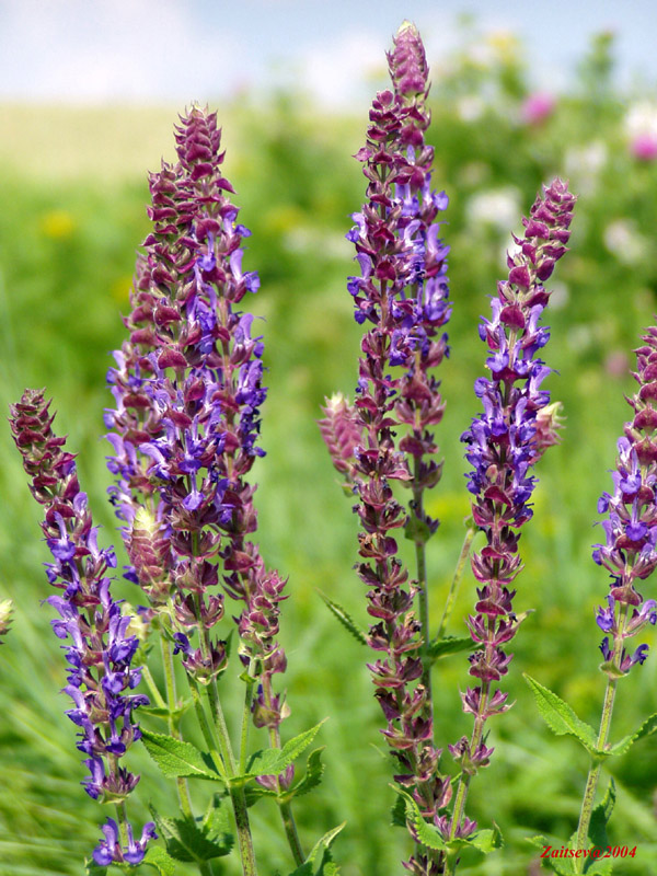 Image of Salvia tesquicola specimen.