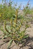 Rumex maritimus