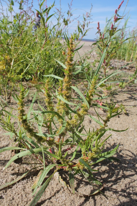 Image of Rumex maritimus specimen.