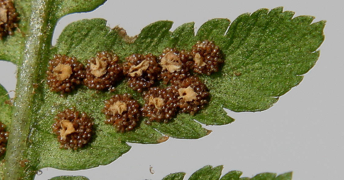 Image of Dryopteris filix-mas specimen.
