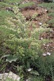 Rindera echinata. Плодоносящее растение. Южный Казахстан, каньон Даубаба, правый берег. 05.05.2012.