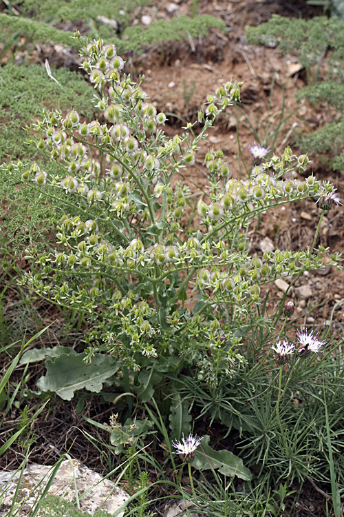 Image of Rindera echinata specimen.