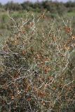Calligonum leucocladum