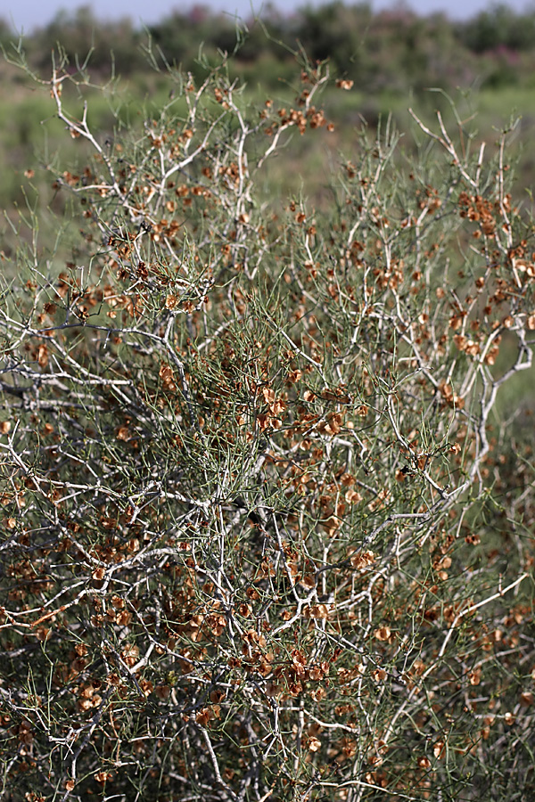 Изображение особи Calligonum leucocladum.