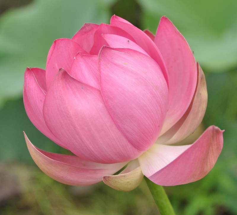 Image of Nelumbo komarovii specimen.