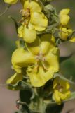 Verbascum densiflorum. Часть соцветия. Московская обл., Истринский р-н, Павловская слобода. 22.06.2007.