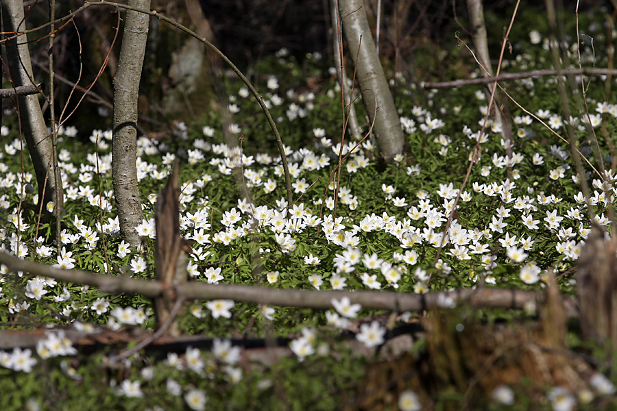 Изображение особи Anemone nemorosa.