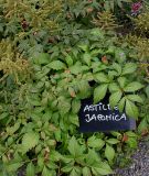 Astilbe japonica