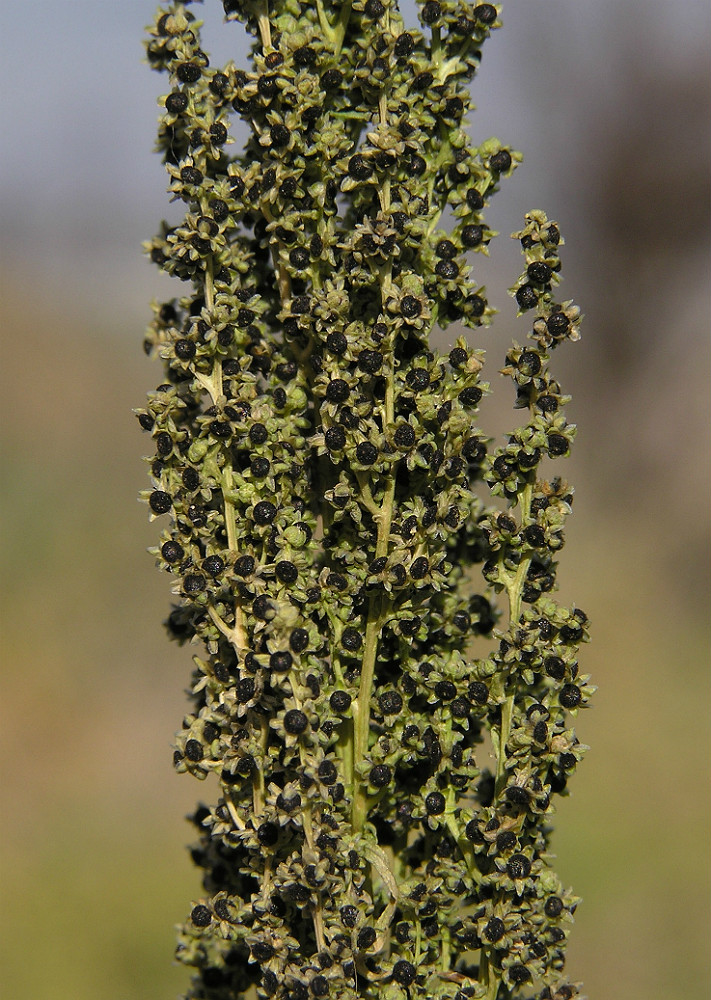 Image of Oxybasis urbica specimen.