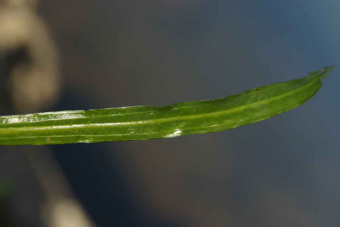 Image of Potamogeton gramineus specimen.