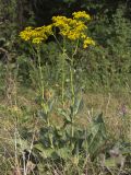 Senecio schwetzowii