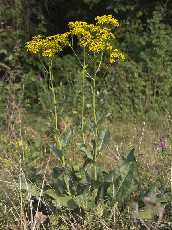 Image of Senecio schwetzowii specimen.