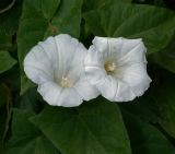 Calystegia sepium