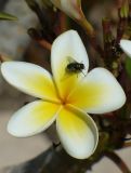 Plumeria rubra разновидность acutifolia. Цветок с сидящей мухой. Египет, окр. Марса-Алама, территория отеля. 26.04.2010.