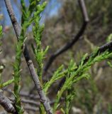 Tamarix africana. Веточки с молодыми побегами. Испания, г. Валенсия, резерват Альбуфера (Albufera de Valencia), подножие дальней от моря части стабилизировавшейся дюны. 6 апреля 2012 г.