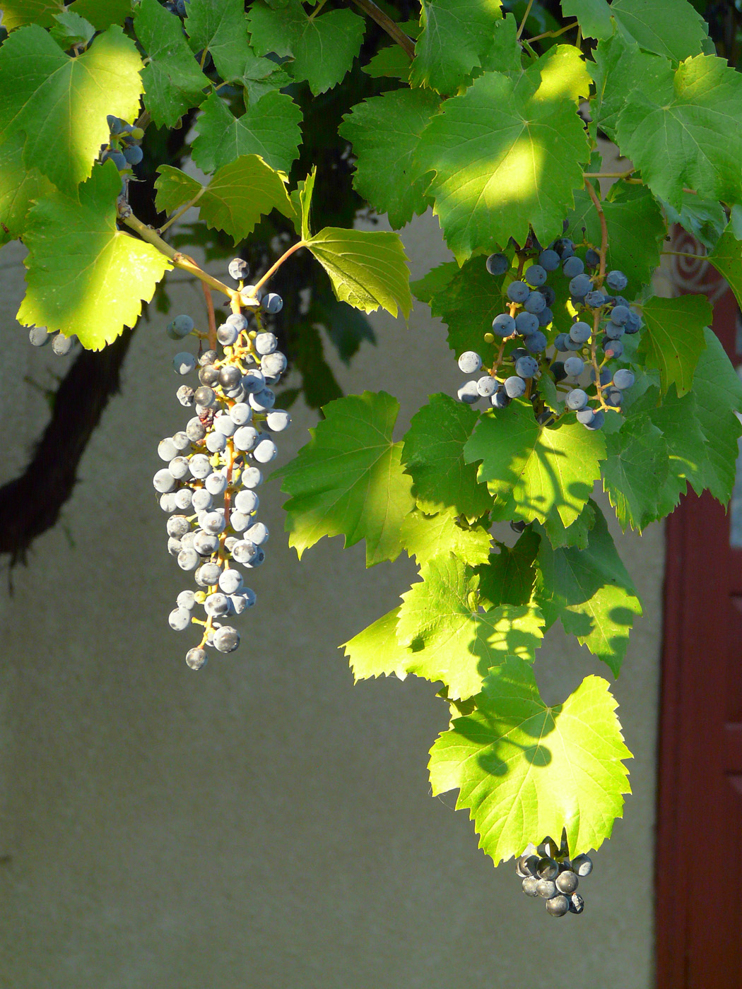 Image of Vitis × bacoi specimen.