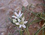 Ornithogalum trichophyllum. Цветущее растение. Israel, Negev Mountains. 02.03.2007.