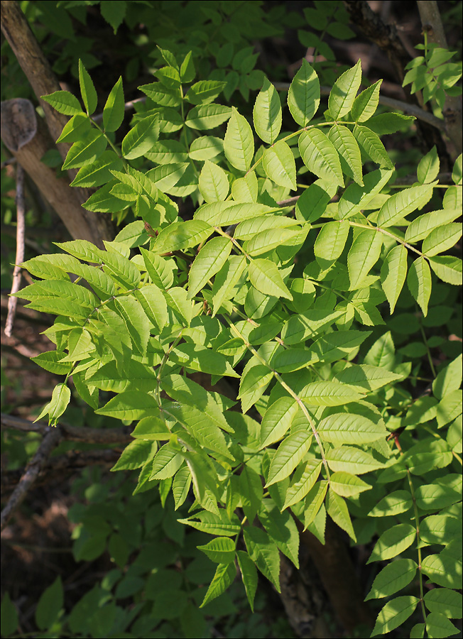 Image of Fraxinus excelsior specimen.