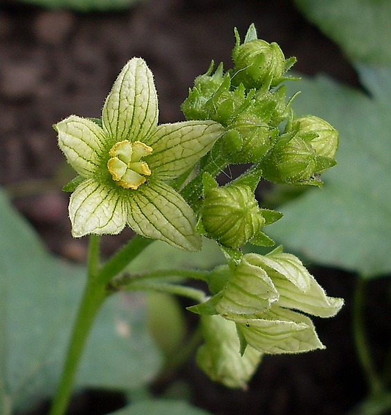 Image of Bryonia alba specimen.