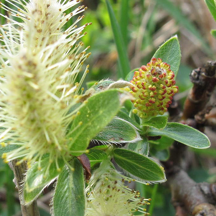 Image of Salix apoda specimen.