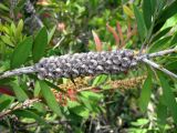 Callistemon citrinus. Часть ветви с соплодием. Франция, Приморские Альпы, г. Ментона, проспект Соспель, бульвар. 19.06.2012.