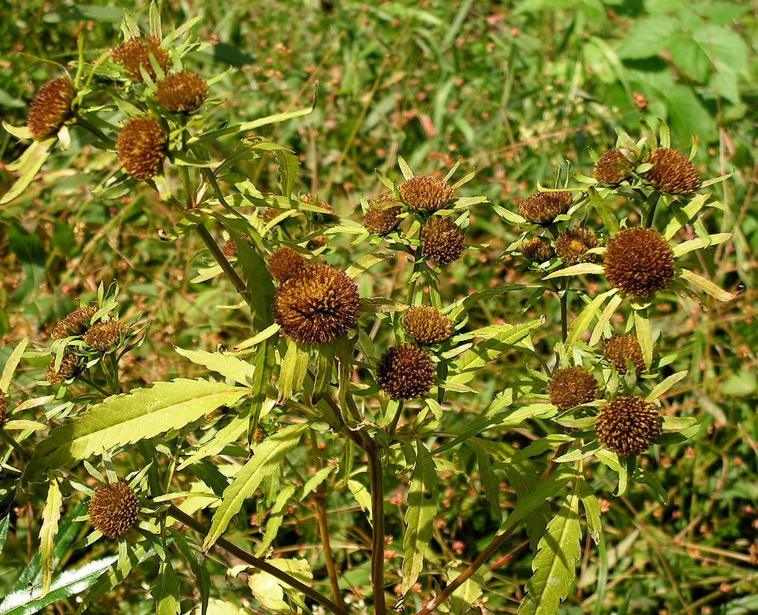 Изображение особи Bidens radiata.