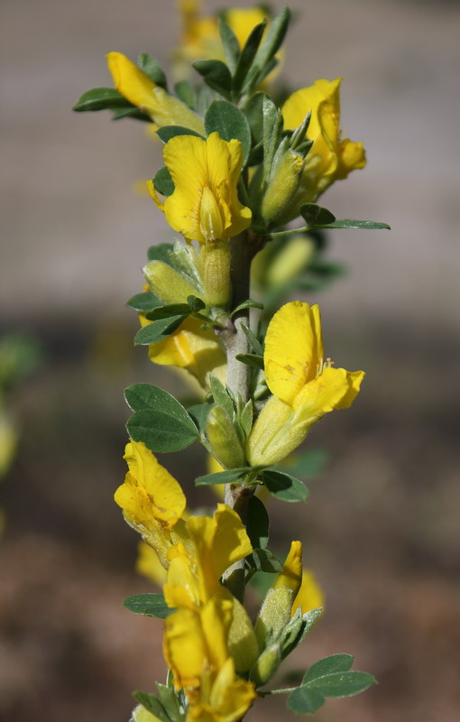 Изображение особи Chamaecytisus ruthenicus.