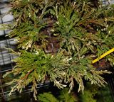 Juniperus horizontalis