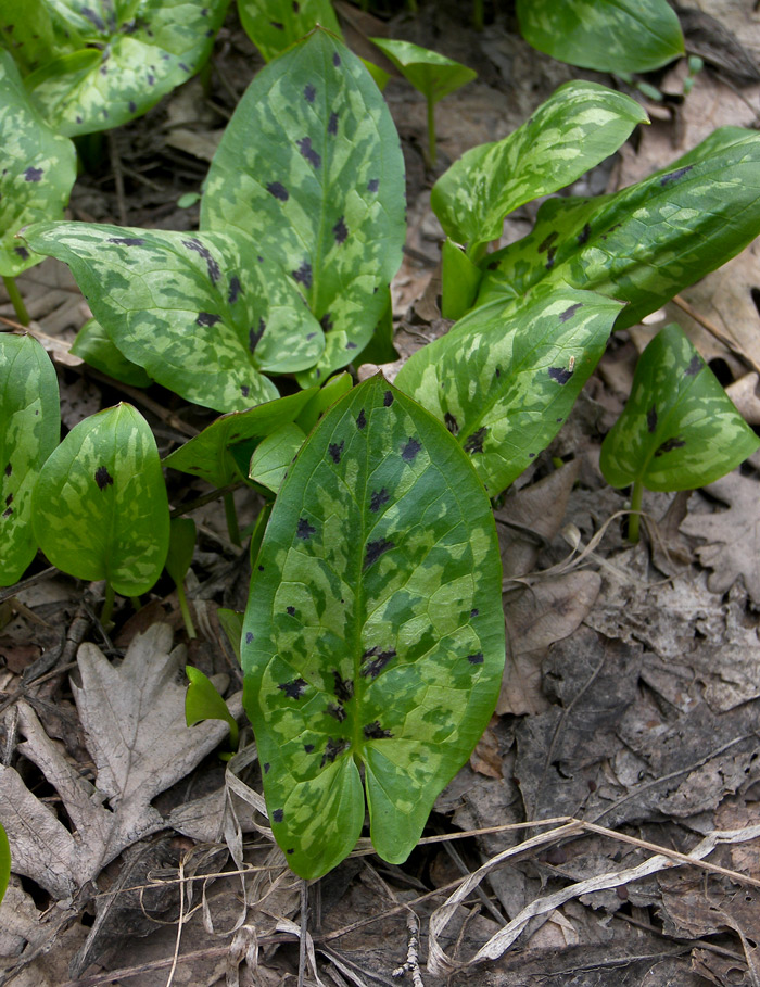 Image of Arum orientale specimen.