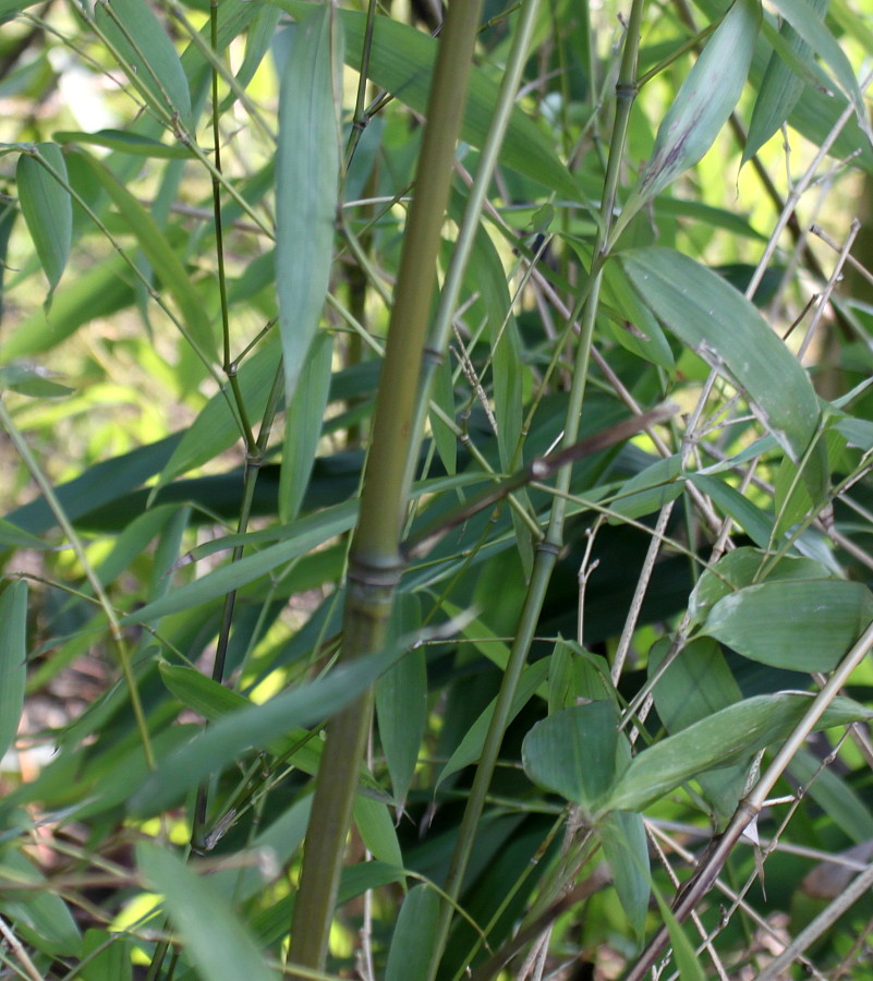 Изображение особи род Phyllostachys.