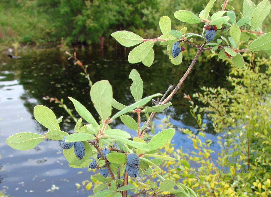Image of Lonicera pallasii specimen.