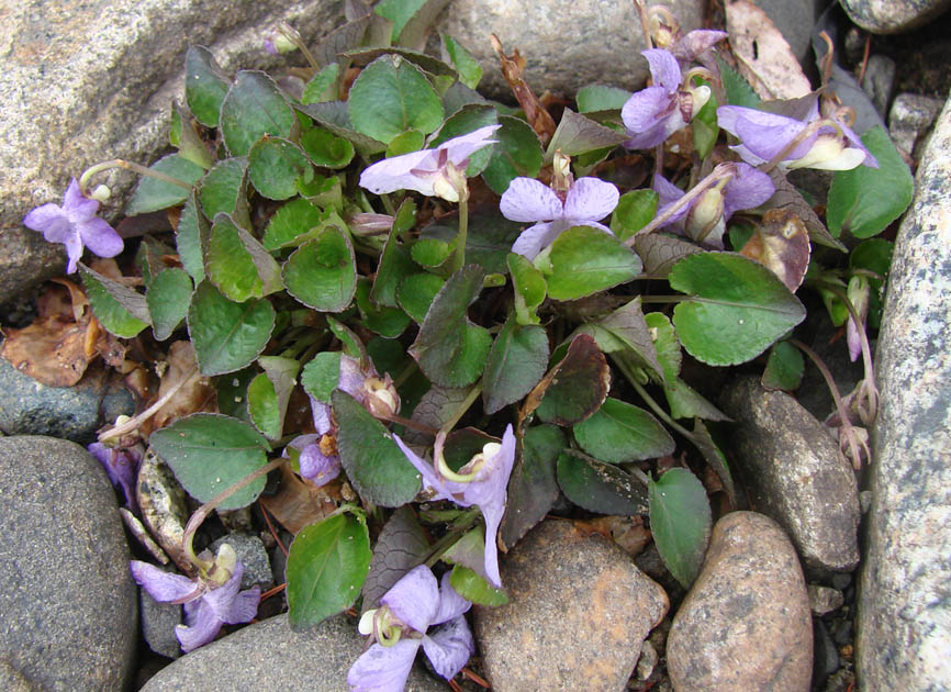 Изображение особи Viola sacchalinensis.