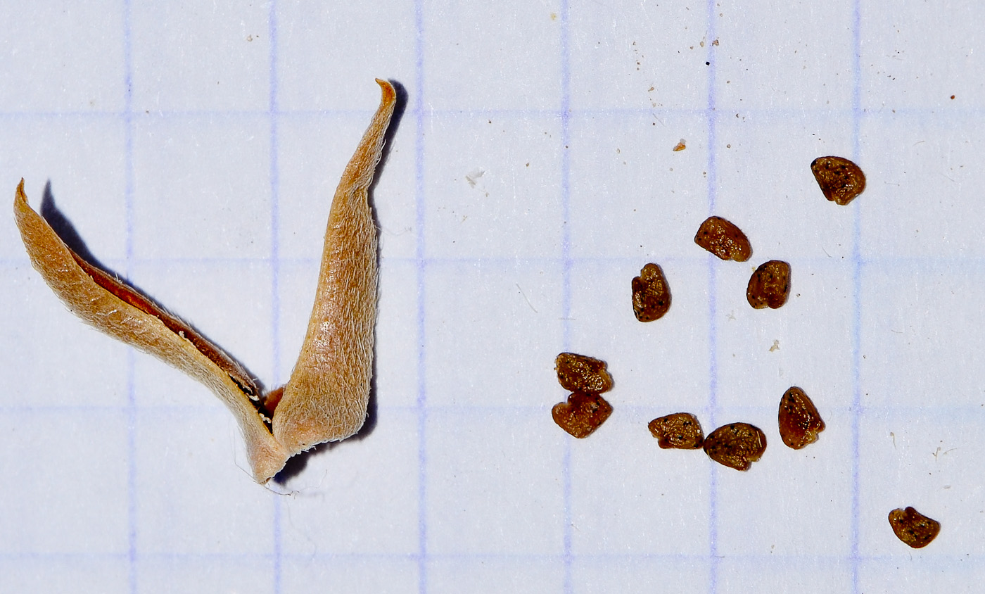 Image of Astragalus asterias specimen.