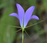 Campanula spatulata