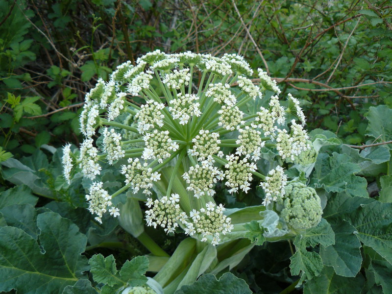 Изображение особи Heracleum stevenii.