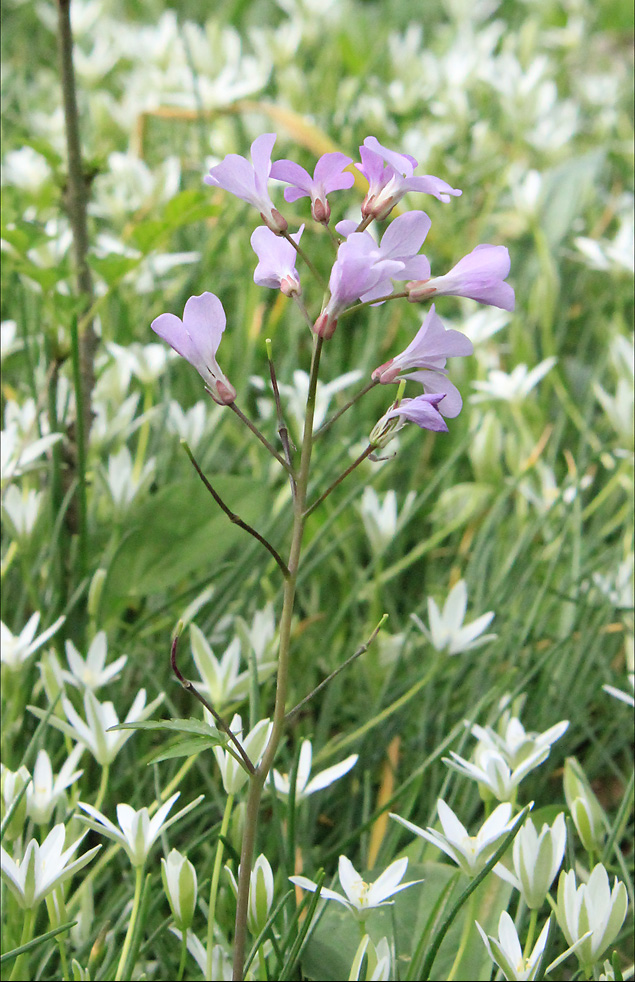 Image of Cardamine quinquefolia specimen.