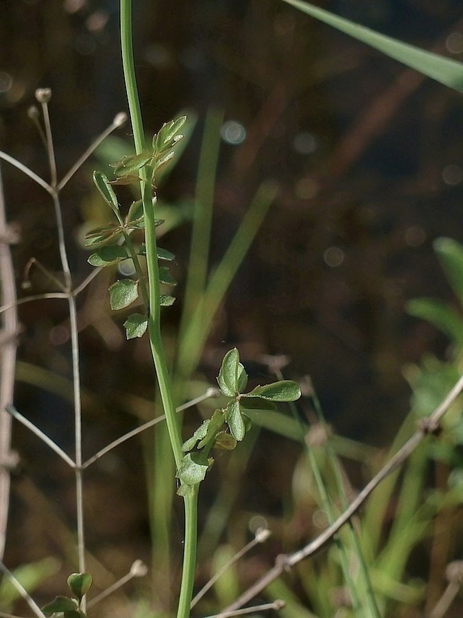 Image of Cardamine dentata specimen.