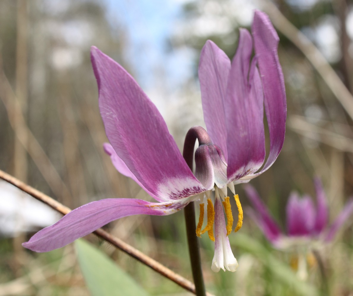 Изображение особи Erythronium sibiricum.