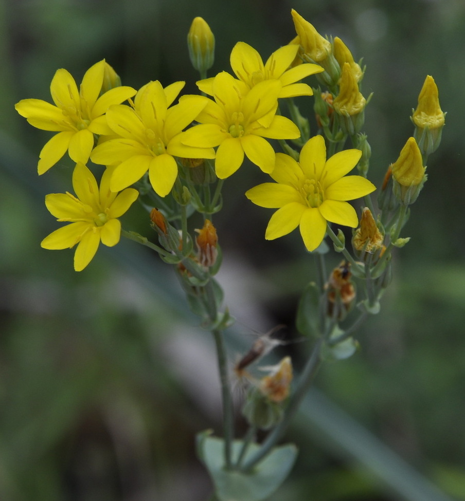 Изображение особи Blackstonia perfoliata.