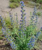 Echium vulgare