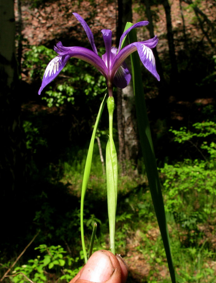 Image of Iris ruthenica specimen.
