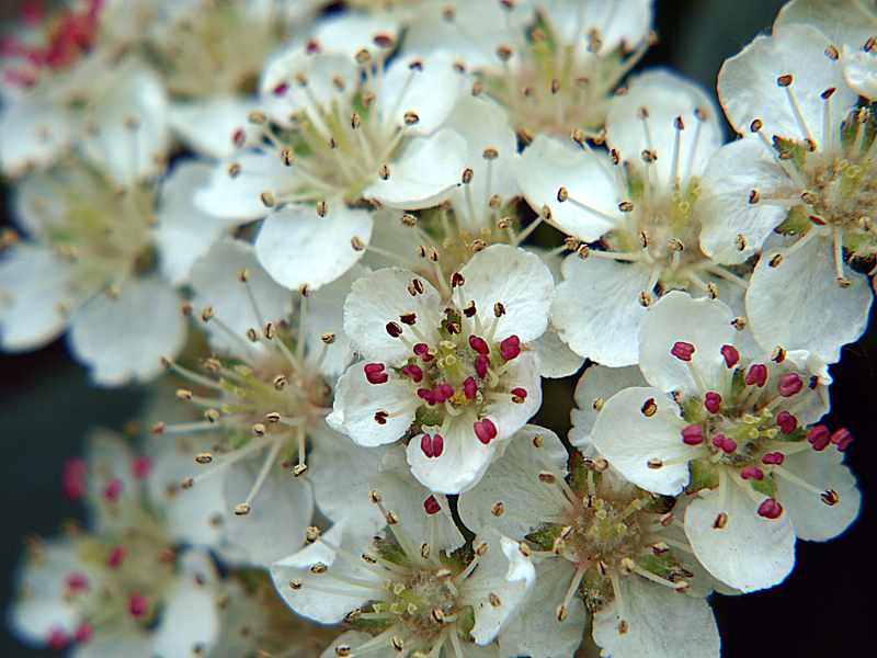 Изображение особи &times; Sorbaronia mitschurinii.