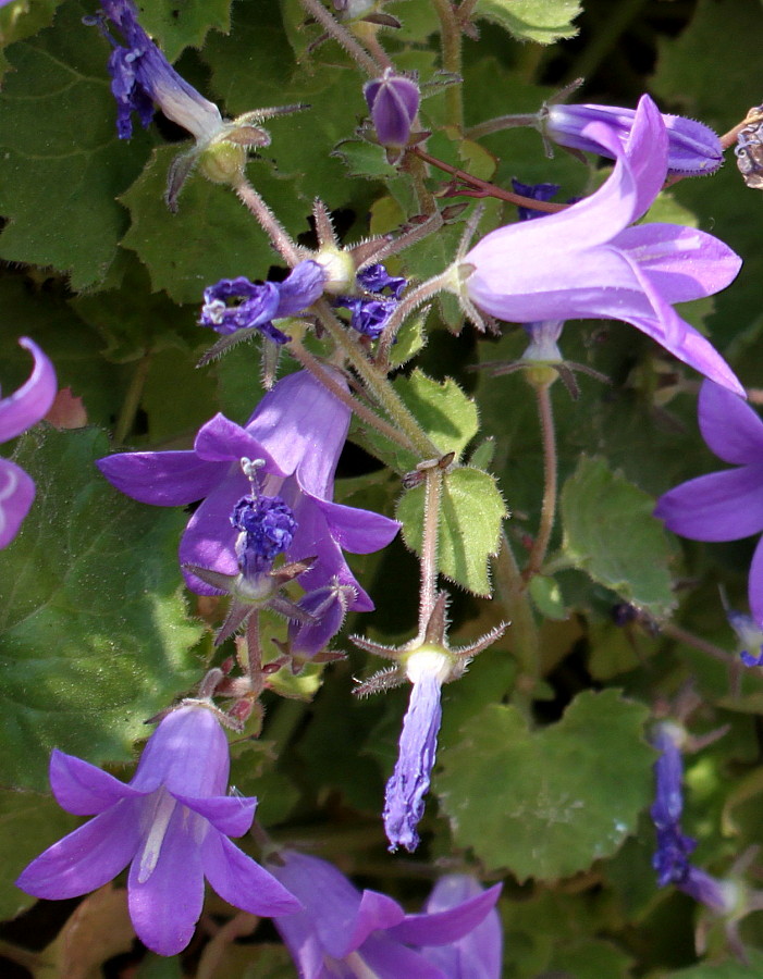 Изображение особи Campanula garganica.