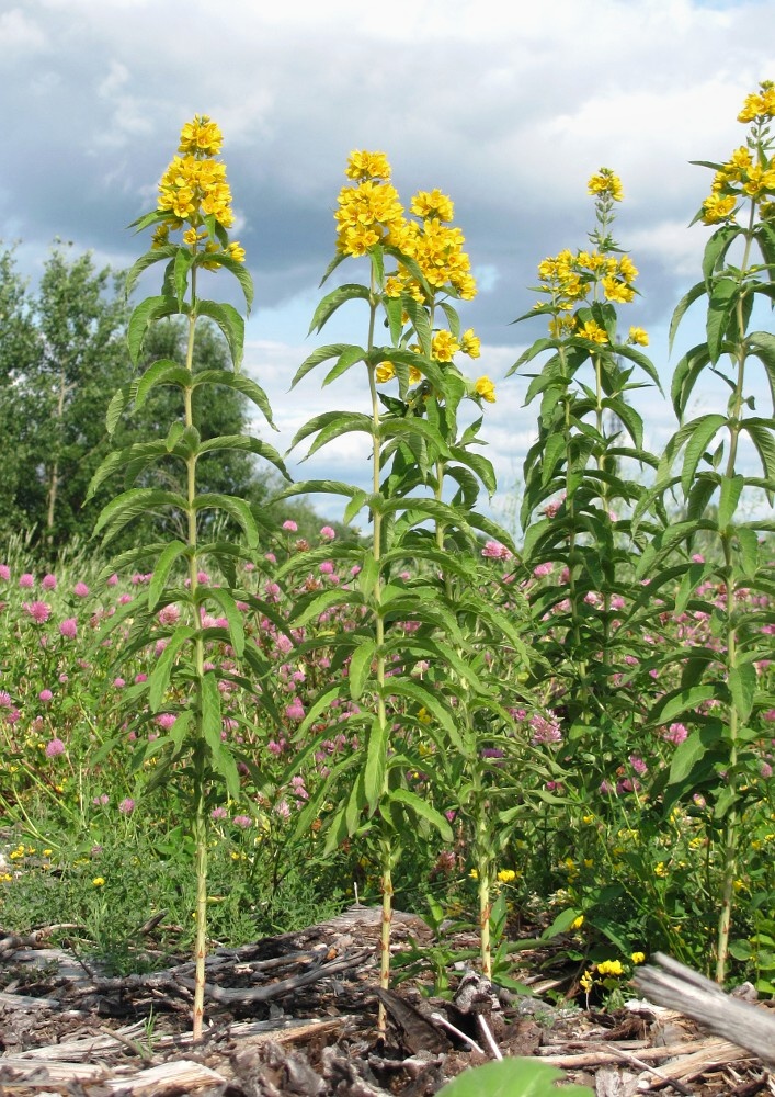 Image of Lysimachia vulgaris specimen.