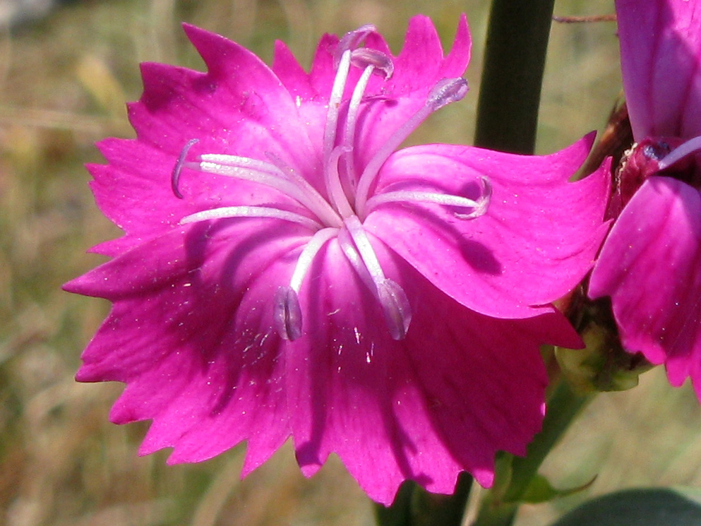 Image of Dianthus capitatus specimen.