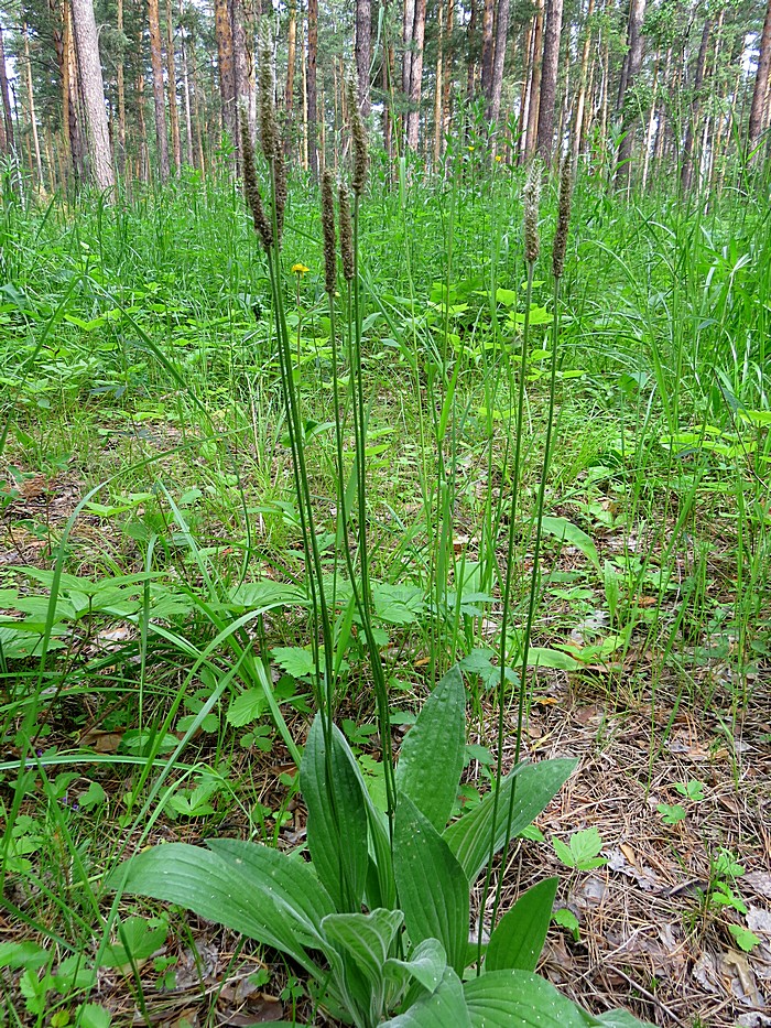 Изображение особи Plantago urvillei.