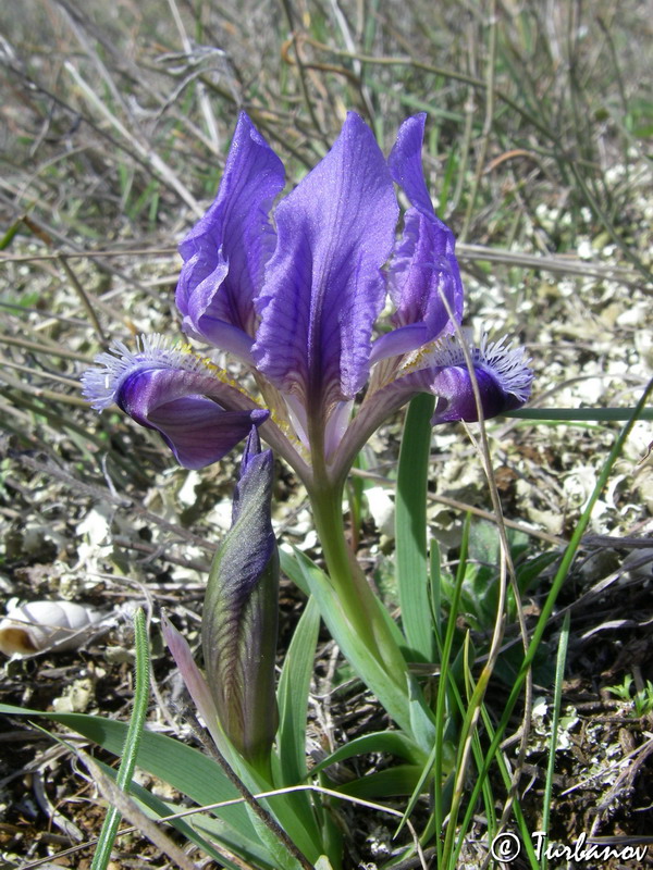 Image of Iris pumila specimen.