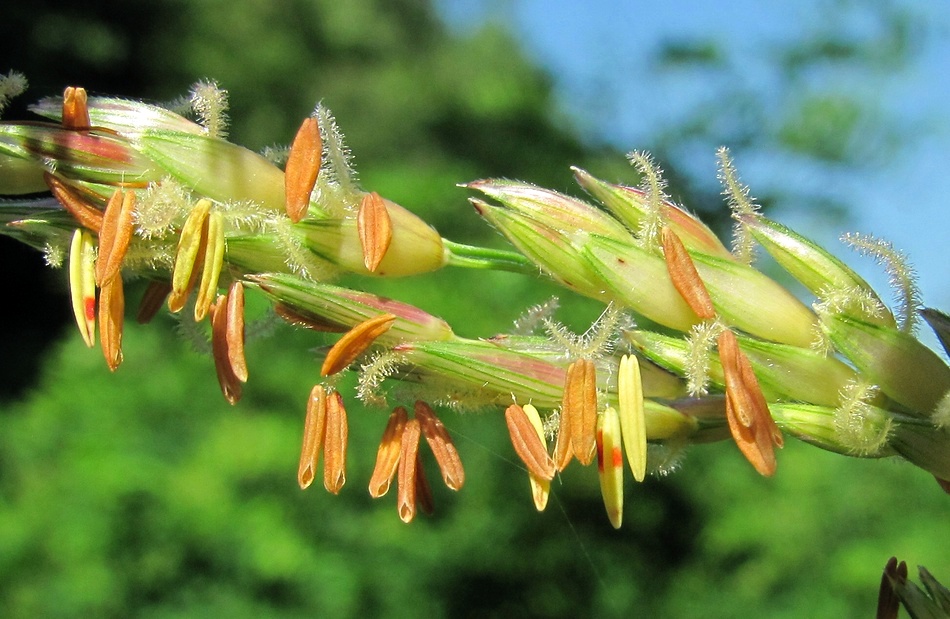 Image of Sorghum halepense specimen.