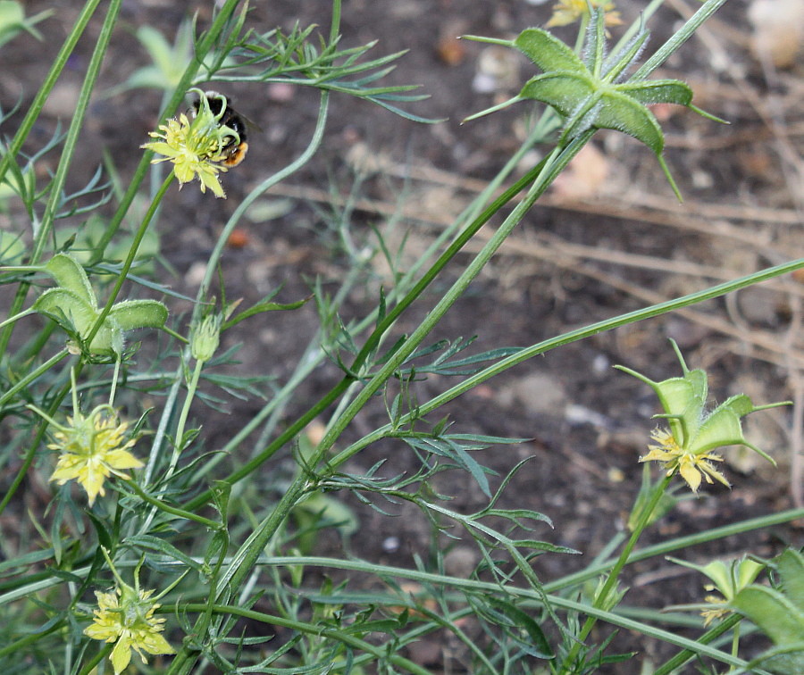 Изображение особи Nigella ciliaris.